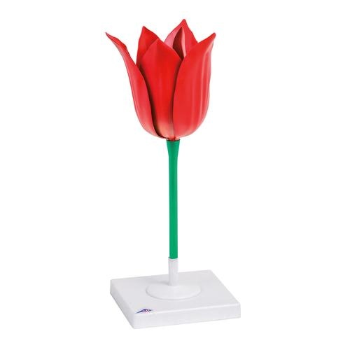 Modell Tulpe (Tulipa gesneriana)  3-fach vergrößert