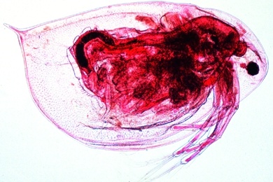 Mikropräparat - Daphnia, Wasserfloh, total, Süßwasser-Phyllopode