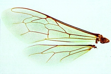 Mikropräparat - Apis mellifica, Honigbiene, Vorder- und Hinterflügel