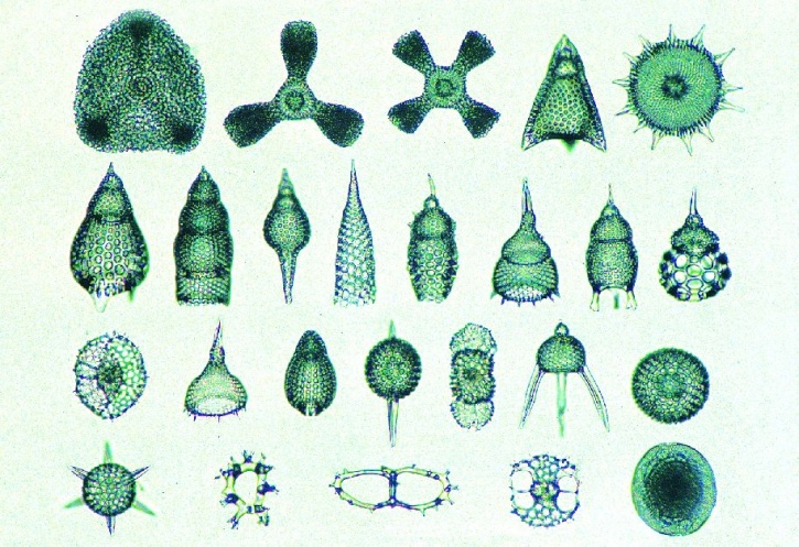 Mikropräparat - Radiolaria, Strahlentierchen, verschiedene Arten