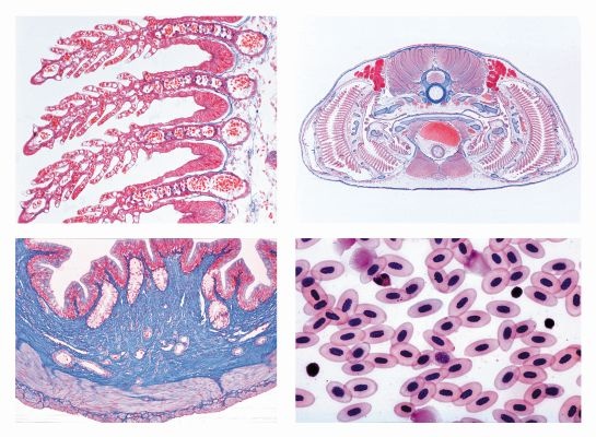 Mikropräparate - Histologie der Wirbeltiere (Vertebrata). Serie 25 Präparate