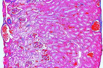 Mikropräparat - Rana, Frosch, Niere quer. Urniere mit Nephrostomen