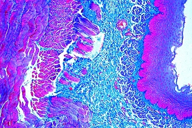 Mikropräparat - Speiseröhre (Oesophagus) vom Kaninchen, quer