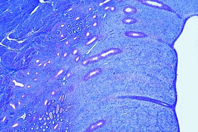 Mikropräparat - Uterus vom Kaninchen, quer, Schleimhaut, Muskelschichten