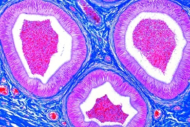 Mikropräparat - Nebenhoden (Epididymis) vom Kaninchen, quer