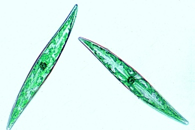 Mikropräparat - Diatomeen, Kieselalgen, Streupräparat mit vielen Arten