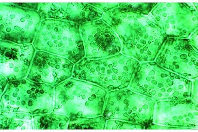 Mikropräparat - Chloroplasten, Blatt von Elodea, Wasserpest, total