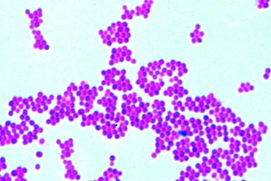 Mikropräparat - Staphylococcus aureus, Eitererreger, Ausstrich von Kultur