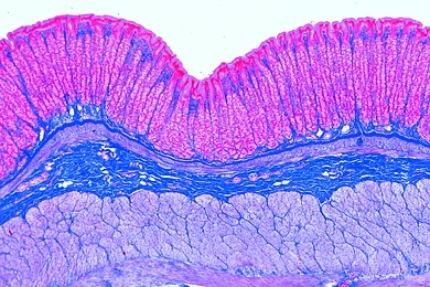 Mikropräparat - Magenfundus der Katze, quer