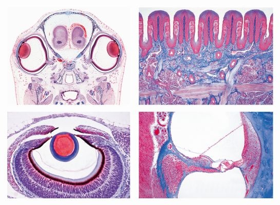 Mikropräparate - Sinnesphysiologie, Sekundarstufe II, Serie III, 16 Präparate mit ausführlichem Begleittext