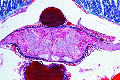 Mikropräparat - Regenwurm, Lumbricus, Bauchmark quer