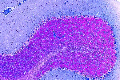 Mikropräparat - Kleinhirn vom Säugetier, quer, Routinefärbung