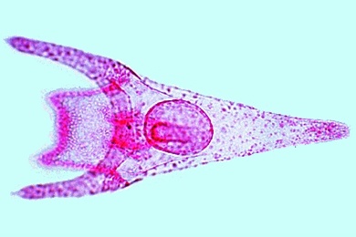 Mikropräparat - Seeigel, Pluteus-Larve