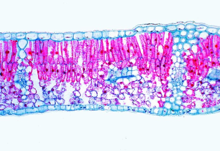 Mikropräparat - Syringa, Flieder, Blatt quer, Bau eines Laubblattes