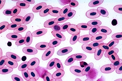 Mikropräparat - Frosch, Blut, Ausstrich. Kernhaltige rote Blutkörperchen