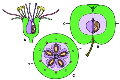 Mikropräparat - Apfel (Pirus malus), junge Kernfrucht längs