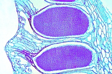 Mikropräparat - Marchantia, Lebermoos, Antheridienträger längs