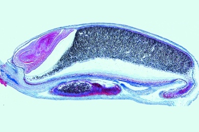 Mikropräparat - Triticum, Weizen, Samenkorn, sagittal längs, mit Aleuronschicht, Endosperm und Embryo