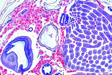 Mikropräparat - Apis mellifica, Honigbiene, Abdomen der Arbeiterin, quer