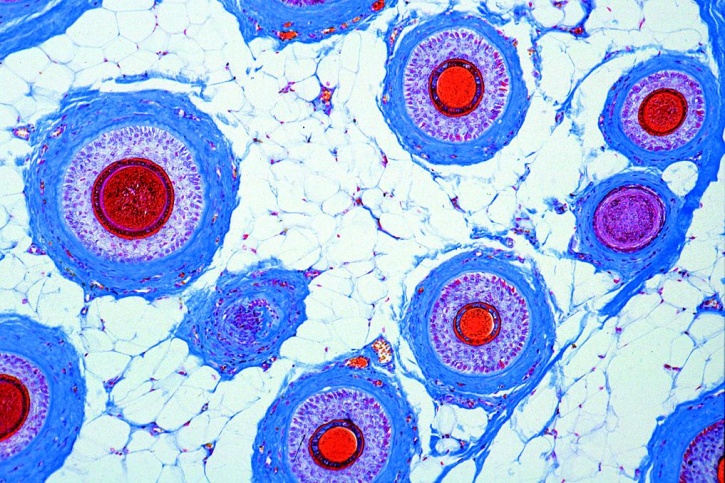 Mikropräparate - Normale Histologie des Menschen I, Große Serie Teil I, 50 Präparate