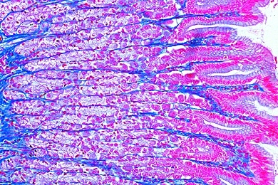 Mikropräparat - Magen, Pylorusregion quer