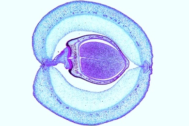 Mikropräparat - Bohne, Samen mit Samenschale, quer
