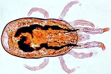 Mikropräparat - Dermanyssus gallinae, Hühnermilbe, Totalpräparat