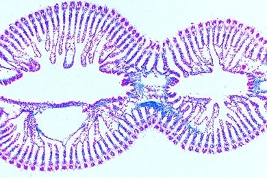 Mikropräparat - Mya arenaria, Muschel, Kiemen quer und längs, Darstellung des Flimmerepithels
