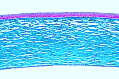 Mikropräparat - Hornhaut des Auges (Cornea), quer