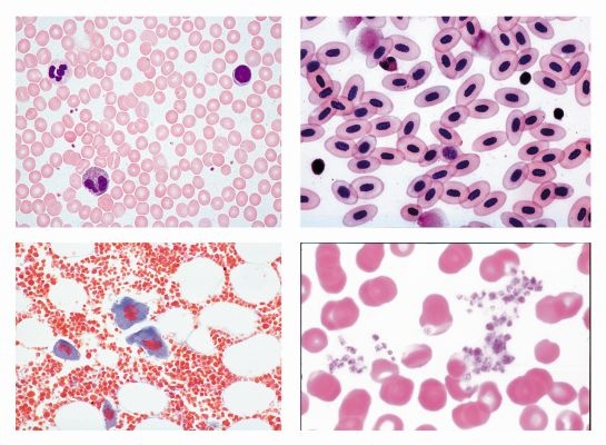 Histologie, Blut, 10 Mikropräparate, mit ausführlichem Begleittext