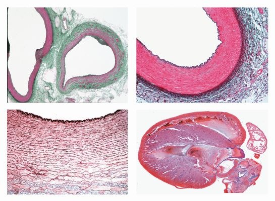 Histologie, Kreislaufsystem, 8 Mikropräparate, mit Begleittext