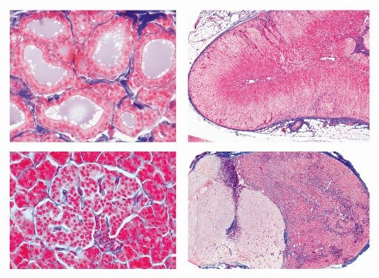 Histologie, Hormonorgane, 6 Mikropräparate, Mit ausführlichem Begleittext