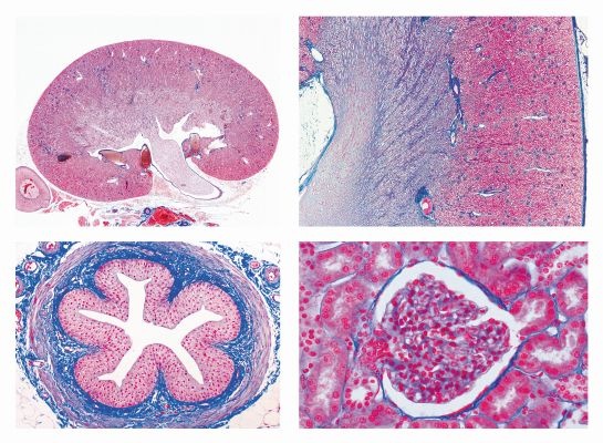 Histologie, Ausscheidungsorgane, 6 Mikropräparate, mit ausführlichem Begleittext