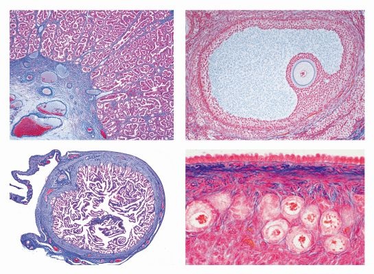 Histologie, Weibliche Geschlechtsorgane, 10 Mikropräparate, mit ausführlichem Begleittext