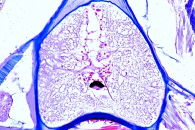 Mikropräparat - Lanzettfisch, Branchiostoma, Vorderteil mit lichtempfindlichen Pigmentbecherocellen im Rückenmark, quer