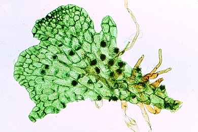 Mikropräparat - Farn, Vorkeim (Prothallium), Totalpräparat