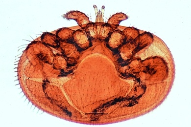 Mikropräparat - Varroa-Milbe, Acarapis woodi, total, Milbenseuche der Bienen