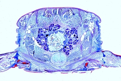 Mikropräparat - Steinkriecher, Lithobius, Körpermitte, quer