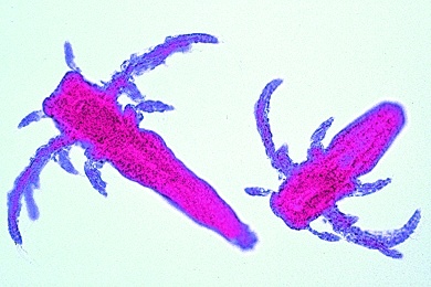 Mikropräparat - Salzkrebschen, Artemia salina, Entwicklungsstadien, total