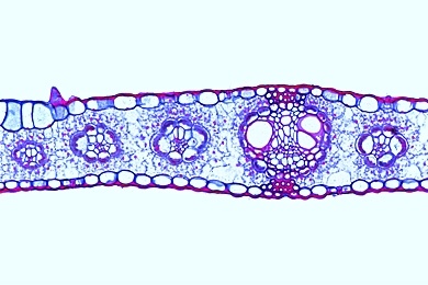 Mikropräparat - Monokotyles und dikotyles Blatt, Mais (Zea mays) und Hahnenfuß (Ranunculus repens), zwei Querschnitte zum Vergleich