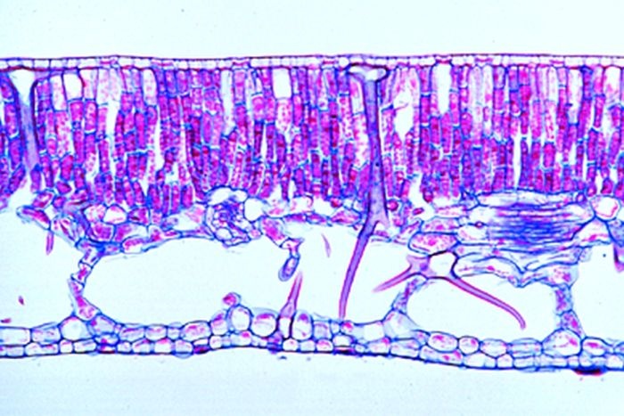 Mikropräparat - Seerose (Nymphaea), Blatt mit Lufträumen, quer