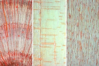 Mikropräparat - Pinus, Kiefer, Holz, drei Schnitte: Querschnitt, tangentialer und radialer Längsschnitt