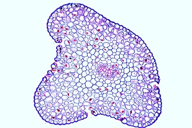 Mikropräparat - Psilotum, Urfarn, Rhizom mit Protostele, quer, Urfarne (Psilophytatae)