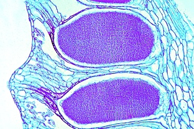 Mikropräparat - Marchantia, Lebermoos, Antheridienstand mit Antheridien, längs, Lebermoose (Hepaticae)