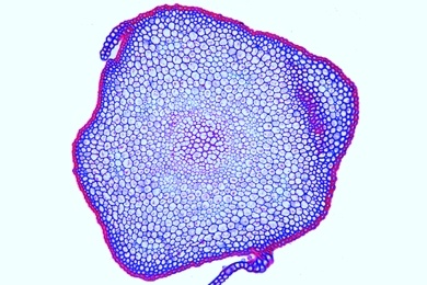 Mikropräparat - Polytrichum, Haarmoos, Stamm, quer. Leitgewebe, Laubmoose (Musci)