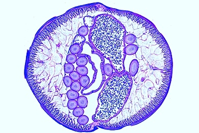 Mikropräparat - Ascaris, Region der männlichen Gonaden, quer