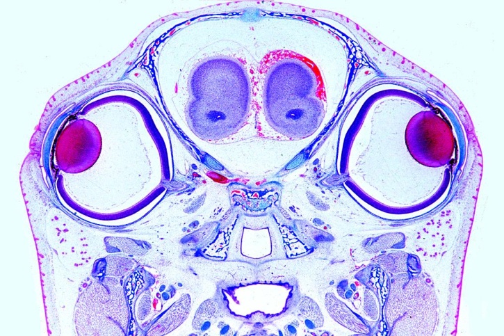 Mikropräparate in Serie - Entwicklung des Schweineembryos (Sus scrofa)  10 Präparate