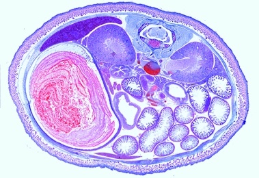 Mikropräparat - Embryo vom Schwein, 15 mm, Querschnitt durch das Abdomen