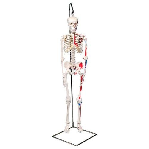 Mini-Skelett Shorty mit Muskelbemalung auf Hängestativ