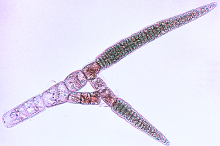 Mikropräparat - Ectocarpus, Braunalge, plurilokuläre Gametangien